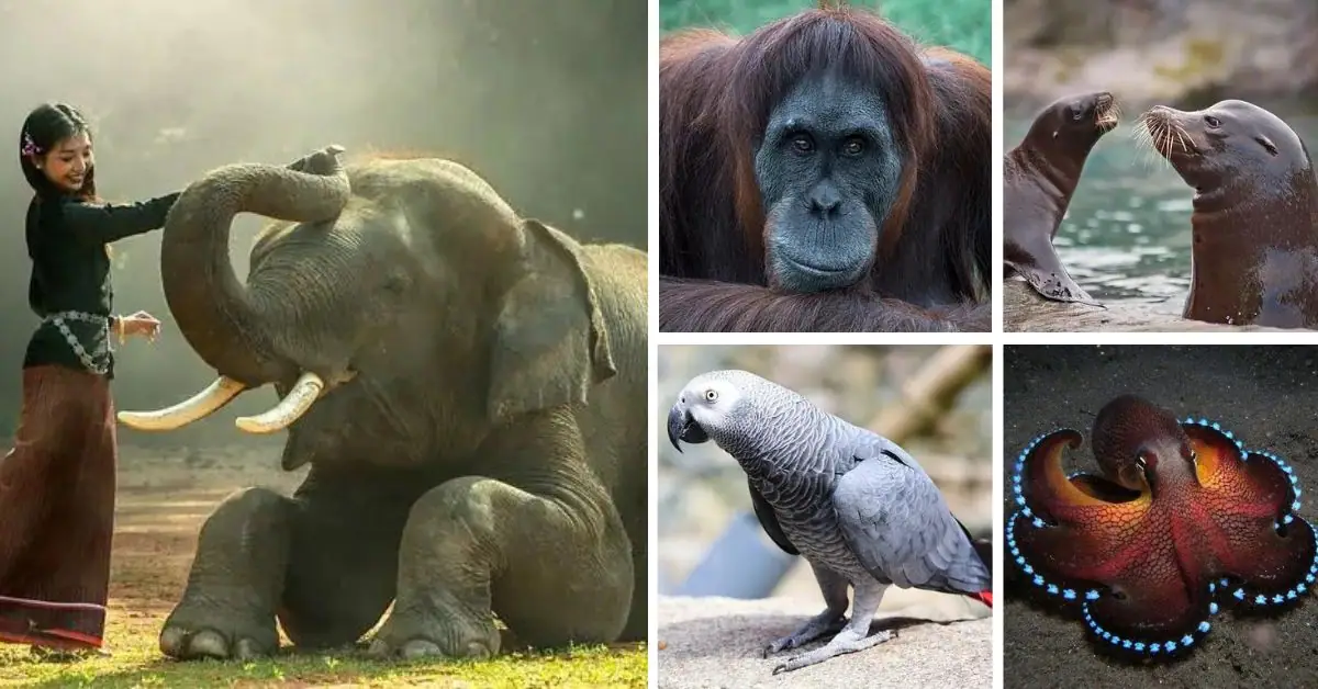 11 most intelligent animals on earth