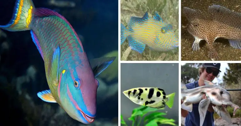 The 11 Most Unique Fish in the World
