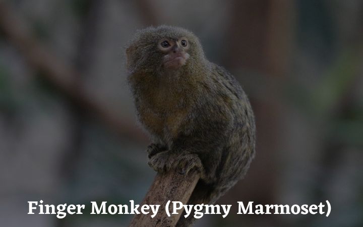 Finger Monkey Pygmy Marmoset