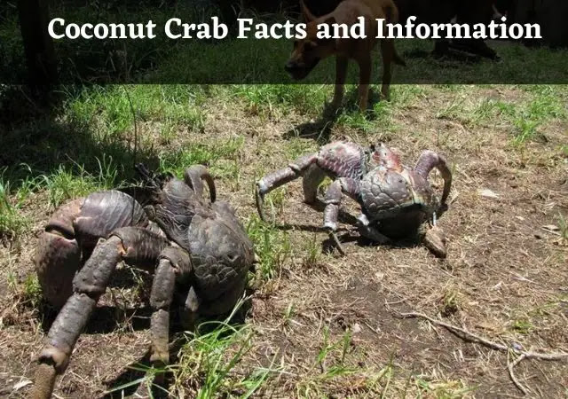 coconut crab facts and information