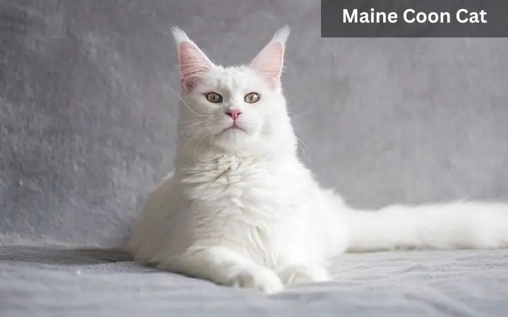 Maine Coon Most Intelligent Cat Breed - Info, Ownership & Care