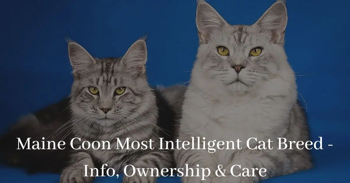 Maine Coon most intelligent cat breed