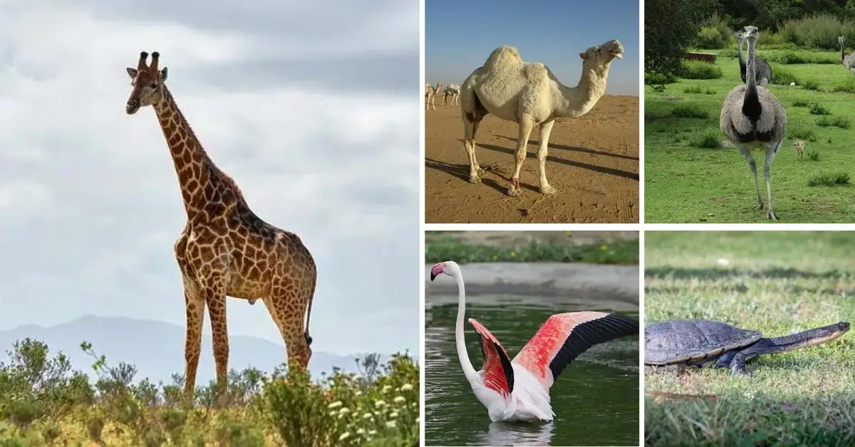 top 10 long neck animals in the world