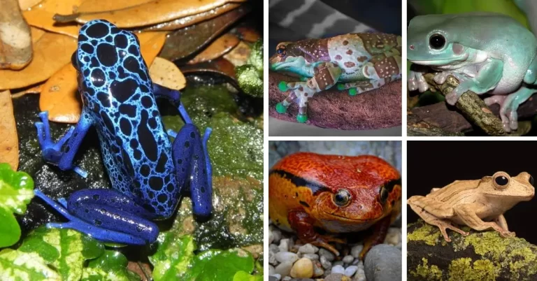 Top 12 Cutest Frogs in the World