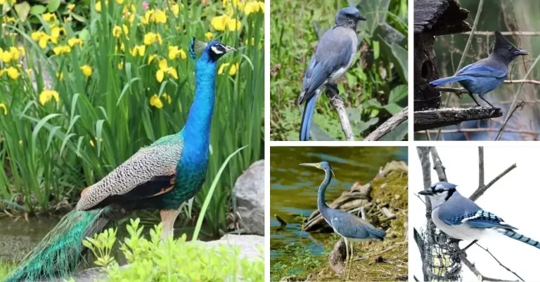 Top 10 Types Of Blue Birds
