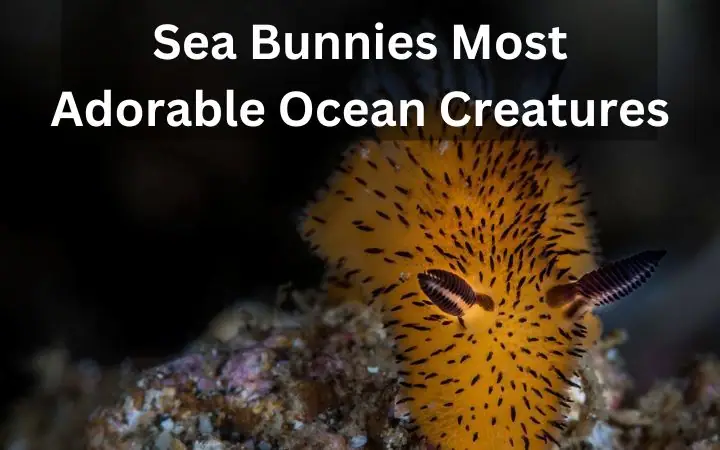 Sea Bunnies Most Adorable Ocean Creatures