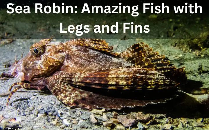 Sea Robin: Amazing Fish with Legs and Fins