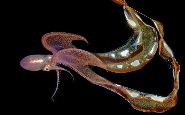 Blanket Octopus: Nature’s Hidden Wonder
