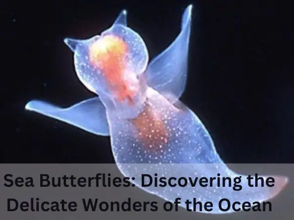 sea butterflies discovering the delicate wonders of the ocean
