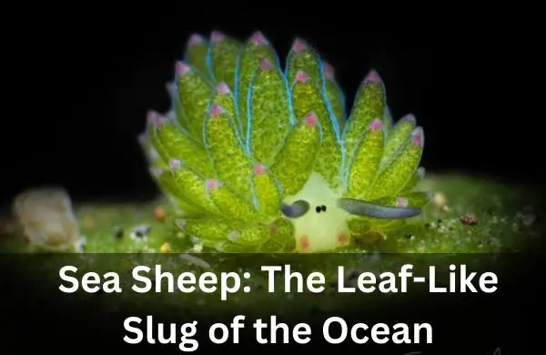 sea sheep the leaf-like slug of the ocean