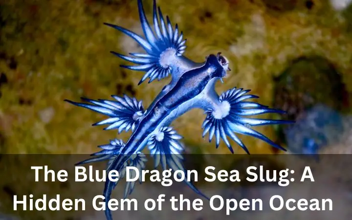 The Blue Dragon Sea Slug: A Hidden Gem of the Open Ocean