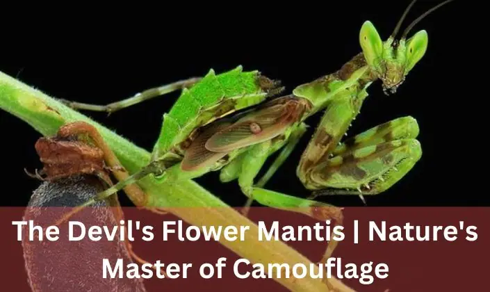 the devil's flower mantis nature's master of camouflage