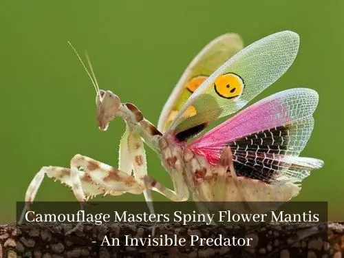 Camouflage Masters Spiny Flower Mantis – An Invisible Predator