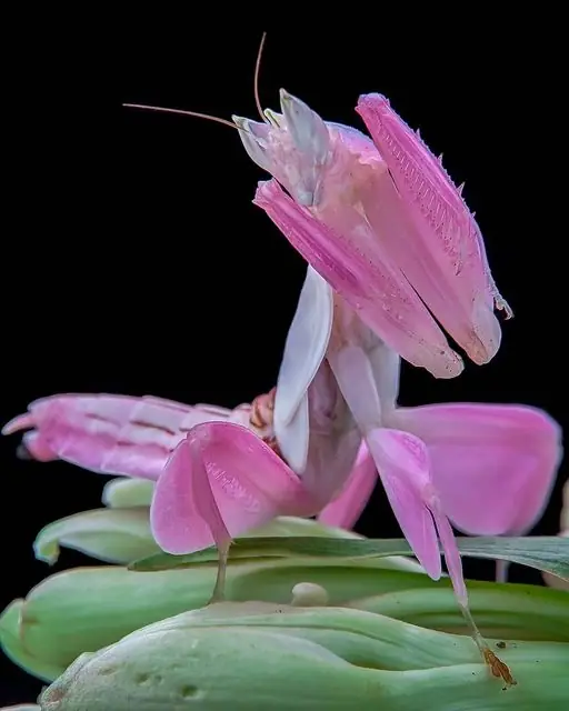Orchid mantis life cycle