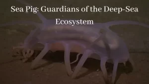 sea pig guardians of the deep-sea ecosystem