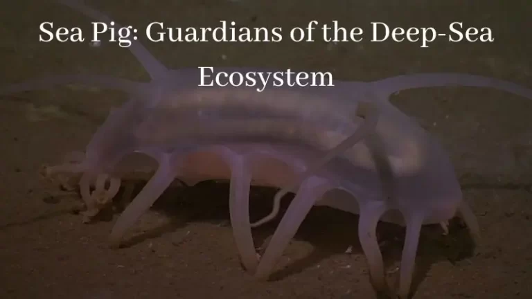 Sea Pig: Guardians of the Deep-Sea Ecosystem