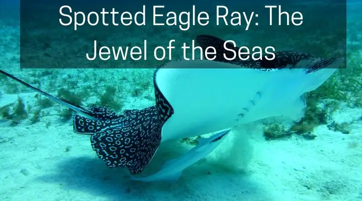 Spotted Eagle Ray: The Jewel of the Seas