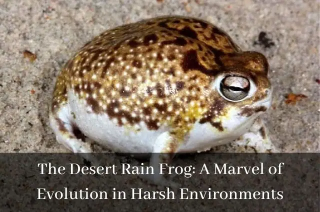 Desert Rain Frog: A Marvel of Evolution in Harsh Environments
