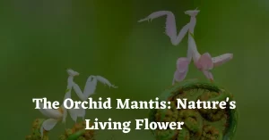 the orchid mantis nature's living flower