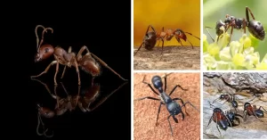 top 10 biggest ants in the world