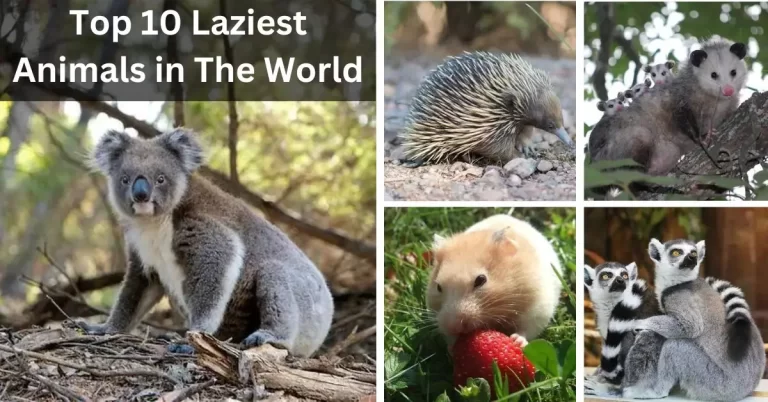 Top 10 Laziest Animals in The World
