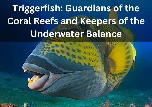 triggerfish guardians of the coral reefs and keepers of the underwater balance