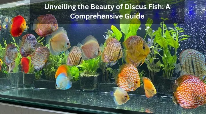 Unveiling the Beauty of Discus Fish: A Comprehensive Guide