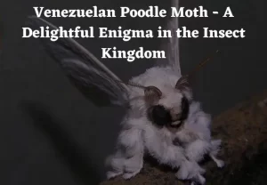 Venezuelan Poodle Moth - A Delightful Enigma in the Insect Kingdom