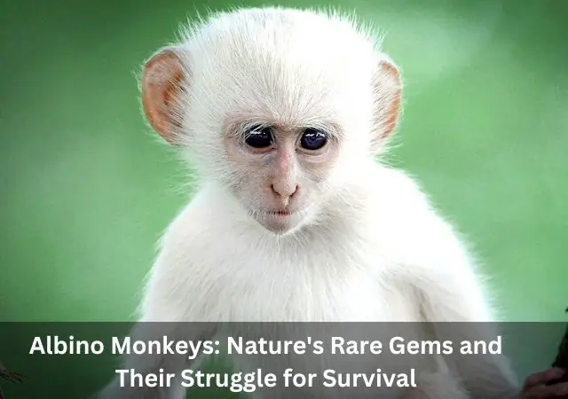 Albino Monkeys: Nature’s Rare Gems and Their Struggle for Survival