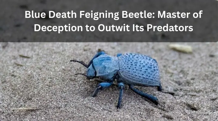 Blue Death Feigning Beetle: Master of Deception to Outwit Its Predators