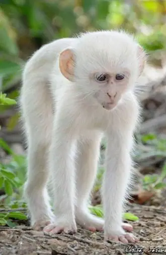 Albino Monkeys: Nature's Rare Gems and Their Struggle for Survival