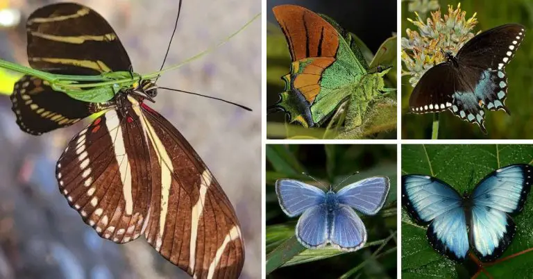 Top 10 Rarest Butterflies in the World