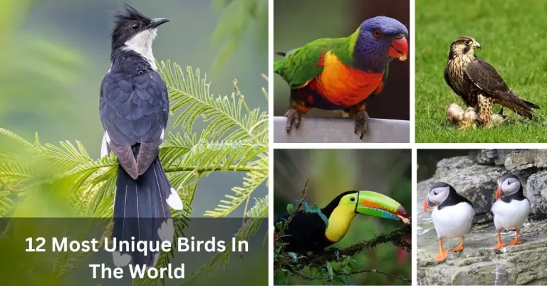 The 12 Most Unique Birds in the World
