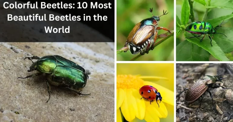 Colorful Beetles: 10 Most Beautiful Beetles in the World