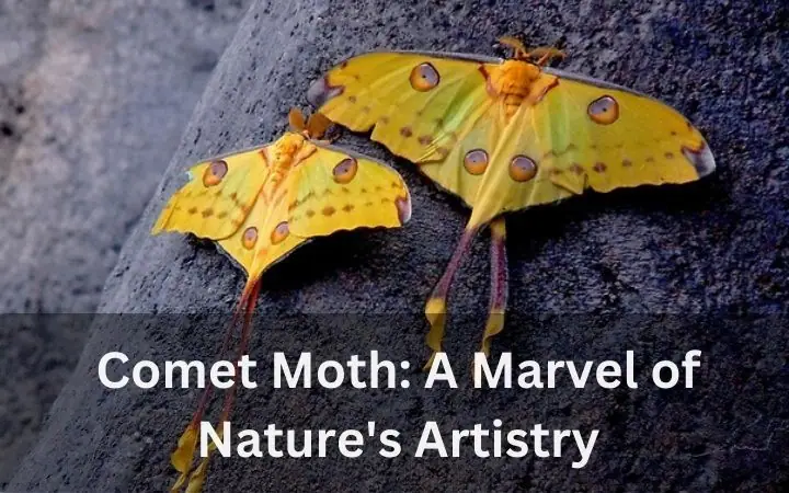Comet Moth: A Marvel of Nature’s Artistry
