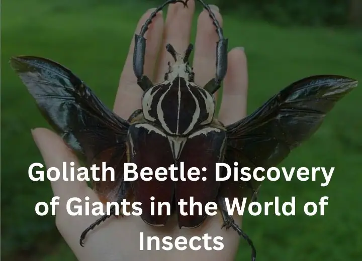 Goliath Beetle: Discovery of Giants in the World of Insects
