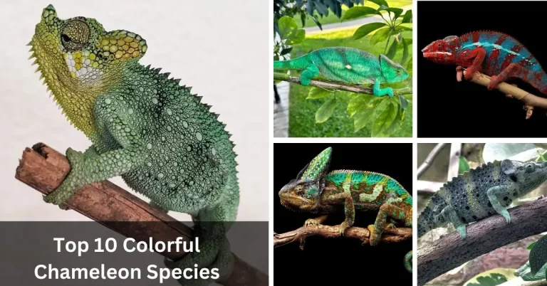 Top 10 Colorful Chameleon Species