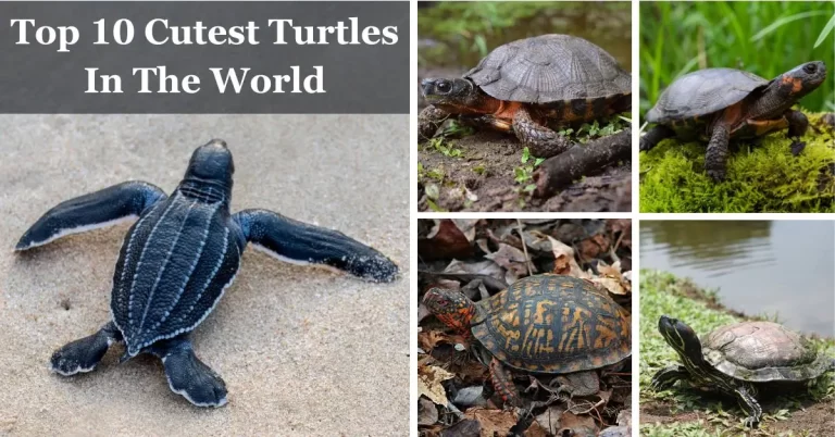 Top 10 Cutest Turtles In The World