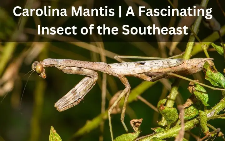 Carolina Mantis | A Fascinating Insect of the Southeast