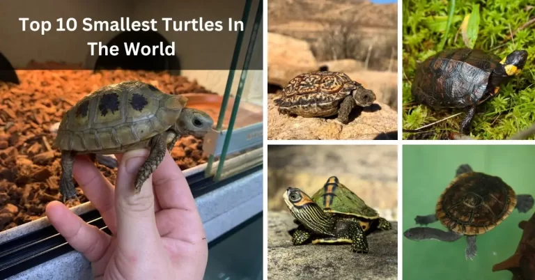 Top 10 Smallest Turtles In The World