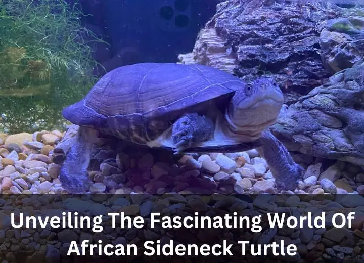 Unveiling The Fascinating World Of African Sideneck Turtle
