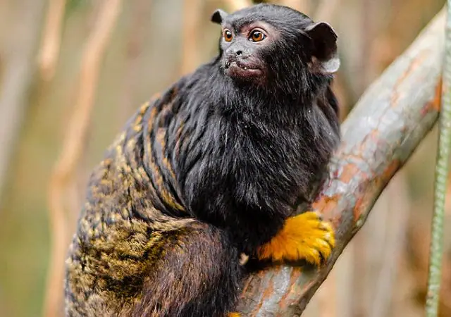 Red-handed Tamarin