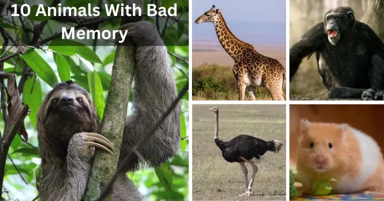 10 Animals With Bad Memory