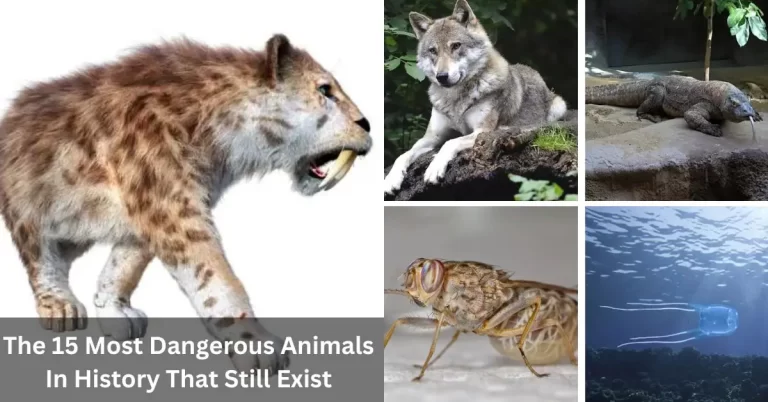 The 15 Most Dangerous Animals In History That Still Exist