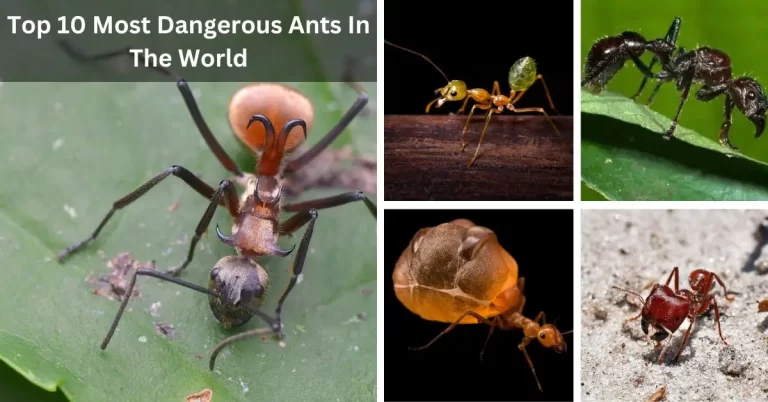 Top 10 Most Dangerous Ants In The World