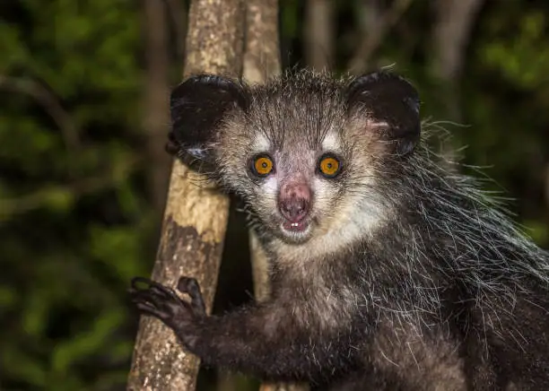 15 Animals With Big Eyes In The World