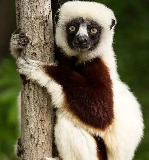 Sifaka Lemur
