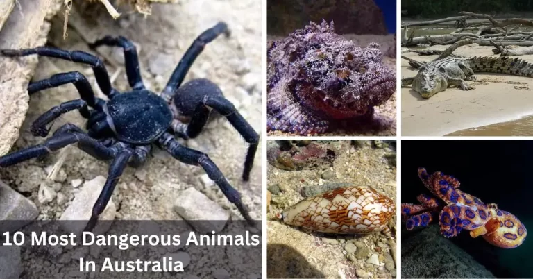 Top 10 Most Dangerous Animals In Australia