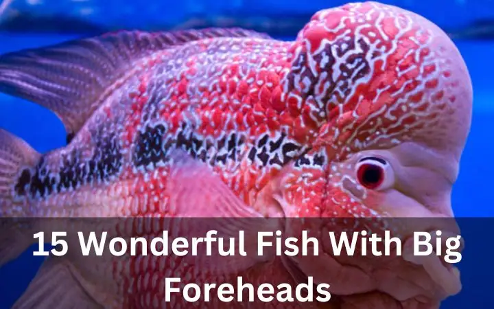 15 Wonderful Fish With Big Foreheads