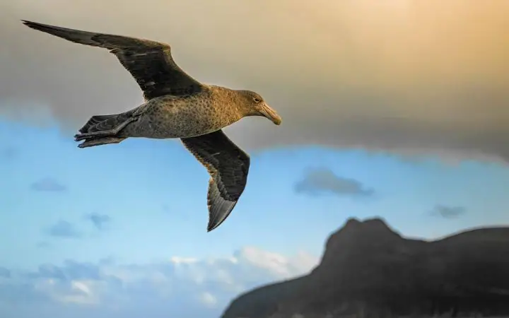  10 Deadliest Birds On The Planet (2024)
